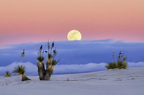 sabbia bianca, natura, all'aperto, pianta, suolo, albero, sabbia, paesaggio, spazio, astronomia, universo, notte, Luna, Luna piena, legna, deserto, Arecaceae, Palma, duna, natura selvaggia, cielo, bellezza nella natura, scenics - natura, la tranquillità, scena tranquilla, tramonto, nuvola - cielo, terra, nessuno, idilliaco, inverno, scena non urbana, temperatura fredda, ambiente, luna planetaria, 4K, CC0, dominio pubblico, privo di copyright