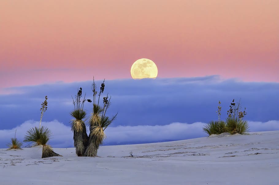 sabbia bianca, natura, all'aperto, pianta, suolo, albero, sabbia, paesaggio, spazio, astronomia, universo, notte, Luna, Luna piena, legna, deserto, Arecaceae, Palma, duna, natura selvaggia, cielo, bellezza nella natura, scenics - natura, la tranquillità, scena tranquilla, tramonto, nuvola - cielo, terra, nessuno, idilliaco, inverno, scena non urbana, temperatura fredda, ambiente, luna planetaria, 4K