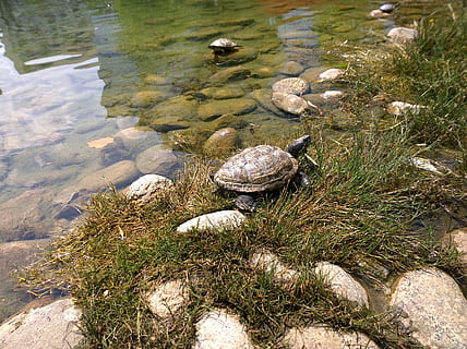 pargo, tartaruga, encaixe, réptil, aquático, Concha, animal, agua, animais selvagens, animais em estado selvagem, temas animais, natureza, dia, ninguém, visão de alto ângulo, concha animal, sólido, Rocha, lago, um animal, luz solar, rock - objeto, ao ar livre, marinho, 2K, CC0, domínio público, royalty free