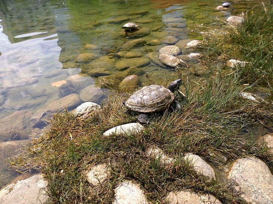 parany, tortuga, trencar, rèptil, aquàtics, shell, animal, aigua, mascota, fauna animal, animals a la natura, temes d'animals, naturalesa, dia, cap gent, vista d’angle alt, closca d’animals, sòlid, rock, llac, un animal, llum solar, rock - object, a l'aire lliure, marí, 2K