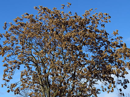 bladeren, boom, winter, wintertijd, fabriek, lage hoekweergave, hemel, blauw, geen mensen, natuur, heldere lucht, schoonheid in de natuur, dag, groei, tak, buitenshuis, bloem, bloeiende plant, zonlicht, plantkunde, zonnig, kalmte, groene kleur, Boomkap, direct onder, 4K, CC0, publiek domein, royaltyvrij