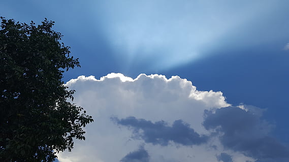 sol, Sky, himlen, himmel, sky - himmel, træ, lav vinkel visning, skønhed i naturen, plante, ro, natur, ingen mennesker, blå, scenics - natur, dag, udendørs, rolig scene, sollys, vækst, idyllisk, silhuet, solstråle, trætop, meteorologi, 5K, CC0, offentligt domæne, royaltyfrie