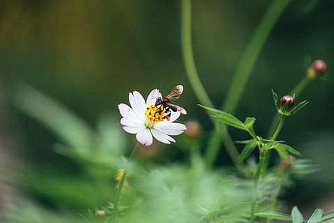 Futter, Blume, Biene, blühende Pflanze, Schönheit in der Natur, Insekt, Pflanze, Wachstum, wirbellos, Frische, Zerbrechlichkeit, Tierthemen, Tier, Verletzlichkeit, Blütenblatt, Tiere in freier Wildbahn, Blütenkopf, Tierwelt, Nahansicht, ein Tier, keine Leute, Bestäubung, Pollen, draußen, Tierflügel, 5K, CC0, gemeinfrei, lizenzfrei