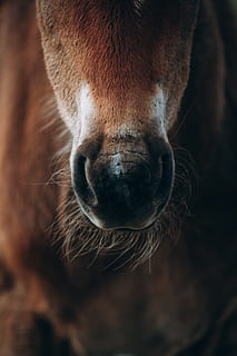 brązowy koń, ssak, podróżować, przygoda, badać, Rosja, kamchatka, Natura, koń, moja kamchatka, zwierzę, źrebię, źrebak koń, pysk, ogier, wallaby, kangur, jedzenie, konny, dzikiej przyrody, tematy zwierzęce, jedno zwierzę, żywy inwentarz, zwierzęta domowe, część ciała zwierzęcia, krajowy, zbliżenie, kręgowiec, zwierzęca przyroda, głowa zwierzęcia, skupić się na pierwszym planie, żadnych ludzi, portret, dzień, roślinożerny, pracujące zwierzę, nos zwierzęcia, zwierzęce usta, oko zwierzęcia, 5K, CC0, domena publiczna, darmowe zdjęcia