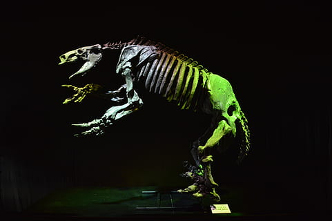 dinosaurus, kopio, näyte, Technopolis, luuranko-, musta tausta, eläin, eläinten edustus, Sukupuuttoon kuollut, eläinten teemoja, luu, studio ammuttu, yksi eläin, eläinten luuranko, sisällä, ei ihmisiä, eläinten villieläimet, eläimen kehon osa, muinainen, sivukuva, luonto, vihreä väri, matelija, edustus, profiilinäkymä, 4K, CC0, public domain, rojaltivapaa