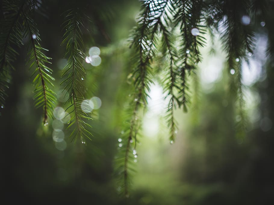 fulla verda, arbre, planta, conífera, avet, abies, pi, làrix, picea, gota, ornament, teix, sequoia, falguera, cardenal, ocell, animal, condiment, menjar, anet, fum, creixement, bellesa a la natura, color verd, naturalesa, cap gent, enfocament selectiu, primer pla, dia, arbre de coníferes, tranquil·litat, centrar-se en primer pla, humit, tirar, a l'aire lliure, bosc, terra, branca, agulla - part de la planta, temporada de pluges, rosada, 4K