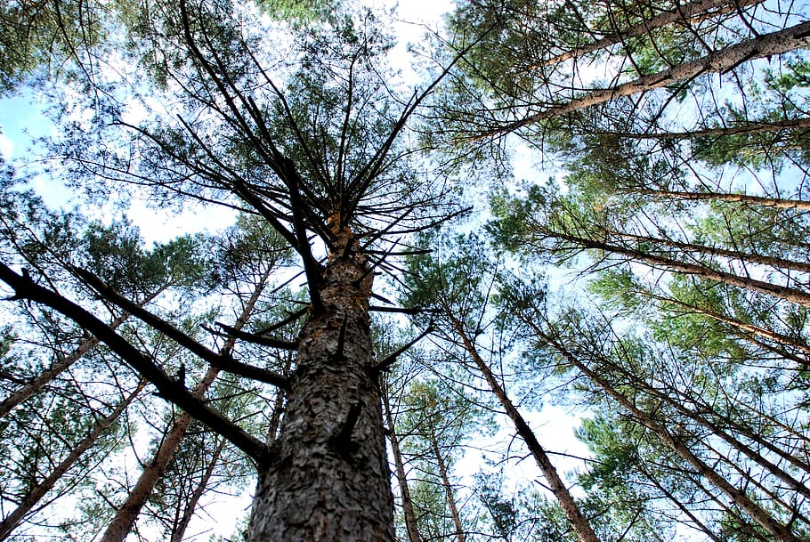 arbre, Forrest, cel, planta, vista d’angle baix, tronc de l'arbre, creixement, tronc, tranquil·litat, bellesa a la natura, bosc, alta - alta, terra, dia, naturalesa, branca, cap gent, a l'aire lliure, directament a sota, marc complet, copa de l'arbre, arbre de coníferes, bosc de pi, 4K