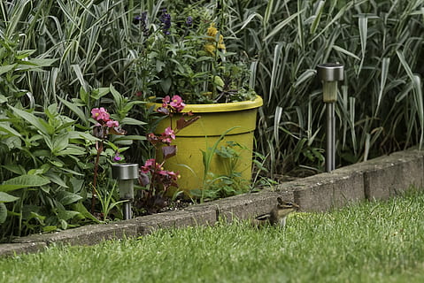 jordegern, critter, baggård, plante, vækst, natur, grøn farve, blomst, blomstrende plante, dag, ingen mennesker, græs, foran eller baggård, skønhed i naturen, jord, Mark, beholder, friskhed, plante del, blad, udendørs, træ - materiale, havearbejde, 2K, CC0, offentligt domæne, royaltyfrie