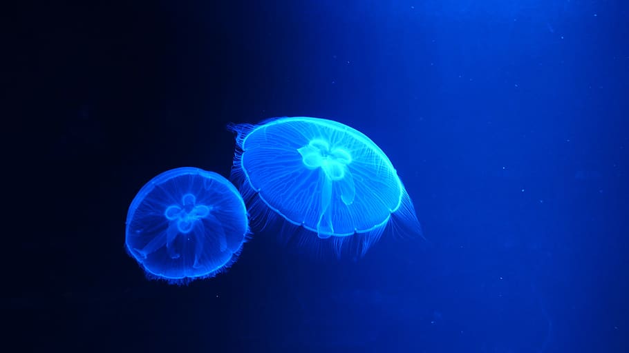 scienza, guaio, blu, mare, animali allo stato selvatico, fauna selvatica, Medusa, subacqueo, vita marina, temi animali, marino, animale, acqua, invertebrato, nuoto, natura, nessuno, bellezza nella natura, sottomarino, trasparente, galleggia sull'acqua, sfondo blu, 4K