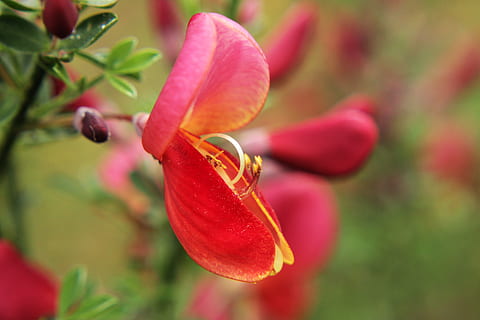 rot, Grün, Frühling, Pflanzen, Textur, Muster, Blätter, Natur, Ökologie, Öko, Blume, Ostern, Garten, Makro, blühen, wunderschönen, blühende Pflanze, Pflanze, Frische, Schönheit in der Natur, Blütenblatt, Verletzlichkeit, Zerbrechlichkeit, Nahansicht, Wachstum, Blütenstand, Blütenkopf, Fokus auf den Vordergrund, keine Leute, Tag, pinke Farbe, selektiver Fokus, Knospe, draußen, Pollen, 5K, CC0, gemeinfrei, lizenzfrei