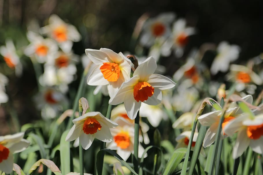 narcisos, primavera, flor, planta amb flors, frescor, fragilitat, planta, vulnerabilitat, creixement, pètal, bellesa a la natura, primer pla, cap de flor, inflorescència, naturalesa, color taronja, cap gent, botànica, enfocament selectiu, centrar-se en primer pla, dia, a l'aire lliure, pol·len, llit de flors, 2K