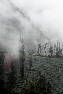 trees under clouds, nature, weather, outdoors, fog, mist, fir, plant, tree, abies, water, conifer, fire, smoke, spruce, forest fire, smog, waterfront, dock, port, pier, environment, landscape, tranquil scene, growth, scenics - nature, tranquility, agriculture, sky, smoke - physical structure, land, day, beauty in nature, rural scene, no people, field, pollution, air pollution, plantation, 4K, CC0, public domain, royalty free
