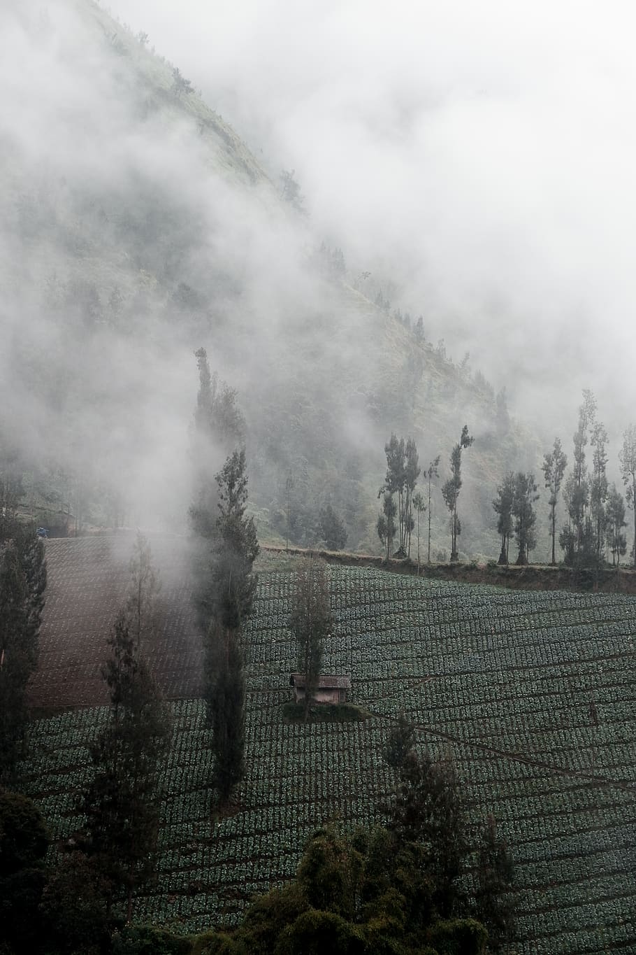 naturalesa, temps, a l'aire lliure, boira, avet, planta, arbre, abies, aigua, conífera, foc, fum, picea, incendi forestal, smog, davant del mar, moll, port, medi ambient, paisatge, escena tranquil·la, creixement, escenics - natura, tranquil·litat, agricultura, cel, fum - estructura física, terra, dia, bellesa a la natura, escena rural, cap gent, camp, Pol · lució, contaminació de l'aire, plantació, 4K