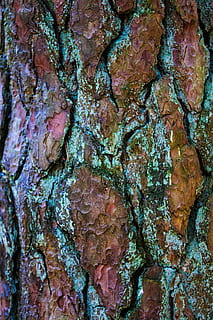 bark, træ, fyrretræ, stamme, mønster, struktur, baggrund, fuld ramme, baggrunde, tekstureret, tæt på, ingen mennesker, træstamme, bagagerum, ru, plantebark, plante, dag, natur, Brun, udendørs, naturligt mønster, ekstrem nærbillede, forvitret, tekstureret effekt, lichen, 5K, CC0, offentligt domæne, royaltyfrie
