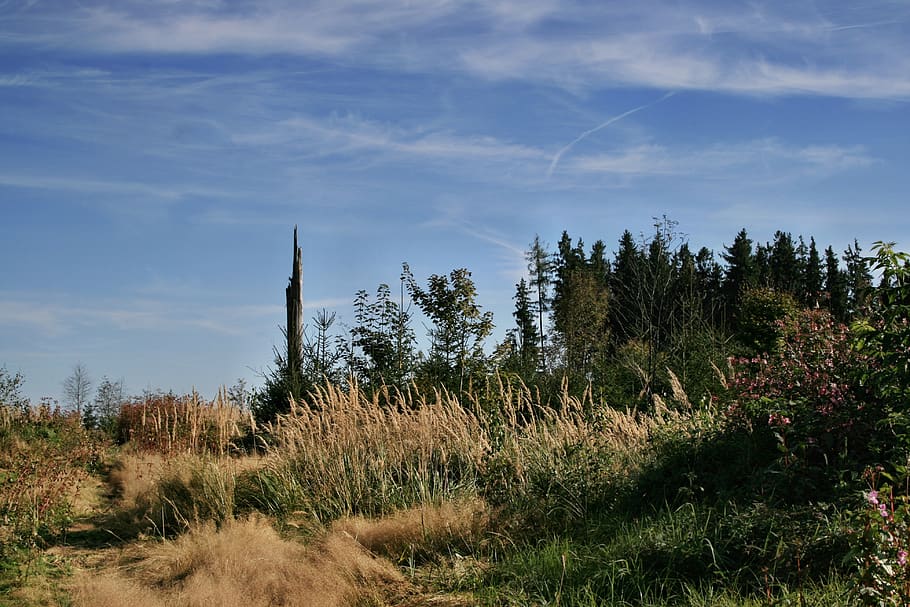 las, drzewa, trawa, niebo, chmury, Natura, krajobraz, gaj drzew, drzewo iglaste, roślina, wzrost, drzewo, wylądować, chmura - niebo, spokój, piękno natury, spokojna scena, scena pozamiejska, pole, scenics - natura, środowisko, dzień, żadnych ludzi, zdalny, światło słoneczne, 4K