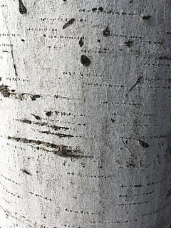 björk, textur, bark, makro, mönster, träd, trä, grov, trunk, natur, material, naturlig, organisk, bakgrund, vittrade, randig, yta, texturerad, bakgrunder, full ram, väggbyggande funktion, byggd struktur, arkitektur, gammal, närbild, inget folk, vägg, betong-, dag, betongvägg, skadad, grå, byggnad exteriör, Spring ner, utomhus, cement, ytanivå, abstrakt bakgrund, 4K, CC0, offentligt domän, royaltyfria