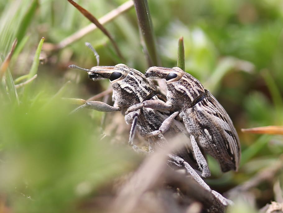 insekter, parring, to, grå, dyreliv, dyr i naturen, dyr, dyre temaer, hvirveldyr, fugl, selektiv fokusering, et dyr, plante, ingen mennesker, dag, natur, perching, tæt på, fokus på forgrunden, træ, udendørs, jord, afdeling, 1080P