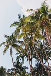 grüne Palme, Sommer-, Pflanze, Baum, Koh Samui, Thailand, tropisch, Palme, Arecaceae, Baan Tai Beach, Lebensmittel, Obst, Urlaub, Grün, Nuss, Gemüse, Tropen, Telefon Hintergrund, Reisefoto, Reise, tropisches Klima, Himmel, Wachstum, Schönheit in der Natur, Natur, Kokospalme, keine Leute, Flachwinkelansicht, Ruhe, Palmblatt, draußen, Baumstamm, Kofferraum, Blatt, tropischer Baum, Tag, grüne Farbe, 2K, CC0, gemeinfrei, lizenzfrei