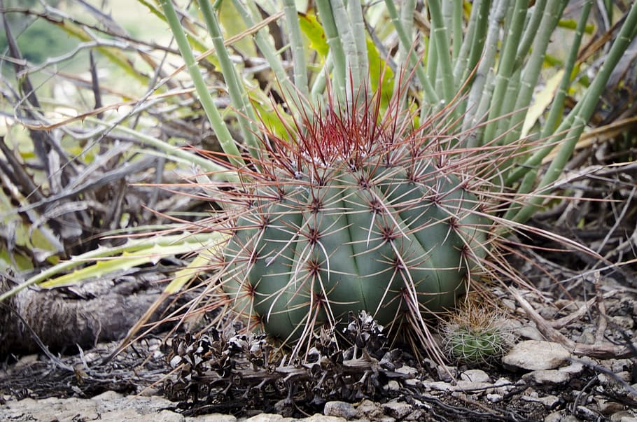 cacti, ขวาก, พฤกษา, ปลูก, ต้นกระบองเพชร, การเจริญเติบโต, พืชอวบน้ำ, ธรรมชาติ, ที่ดิน, ไม่มีคน, วัน, ใกล้ชิด, สนาม, หนาม, มุ่งเน้นไปที่เบื้องหน้า, ที่ได้ถูกแทง, ความงามในธรรมชาติ, คม, สีเขียว, มุมมองมุมสูง, กลางแจ้ง, พฤกษศาสตร์, ความเงียบสงบ, ภูมิอากาศแห้งแล้ง, แหลมคม, ระบบนิเวศ, 1080P
