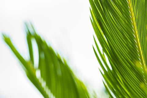 palmier, verde, frunze, plantă, copac, tropical, vară, desktop-, concediu de odihna, paradis, frumos, în aer liber, botanică, mare, insulă, soare, luminos, cer, natură, plajă, Culoarea verde, parte a plantelor, frunza de palmier, creştere, frumusețe în natură, climat tropical, a închide, nici o persoana, frunză, extreme close-up, prospeţime, mediu inconjurator, macro, alimente, iarbă, fundaluri abstracte, 5K, CC0, domeniu public, fără drepturi de autor