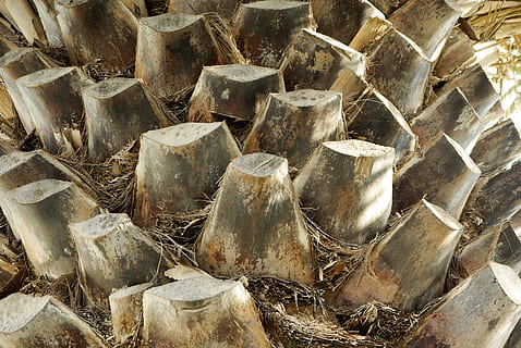 Textur, Palme, Baumstamm, Hintergründe, Vollbild, keine Leute, Nahansicht, Tag, Natur, High Angle View, texturiert, Muster, große gruppe von gegenständen, draußen, Stillleben, Fülle, solide, Rau, Rock, Essen und Trinken, Lebensmittel, Land, Holz - Material, 4K, CC0, gemeinfrei, lizenzfrei