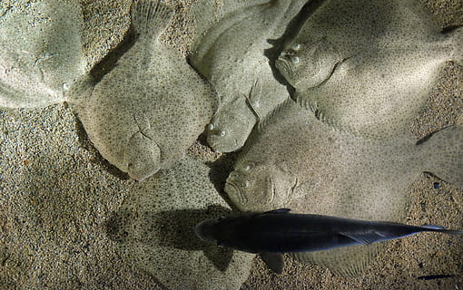 Strahlen, Fisch, Unterseite, Tier, keine Leute, Natur, Sand, Wirbeltier, High Angle View, Land, Tierwelt, Sonnenlicht, Tiere in freier Wildbahn, Tierthemen, Tag, Strand, Nahansicht, Vollbild, direkt darüber, ein Tier, Wasser, draußen, Marine, 4K, CC0, gemeinfrei, lizenzfrei