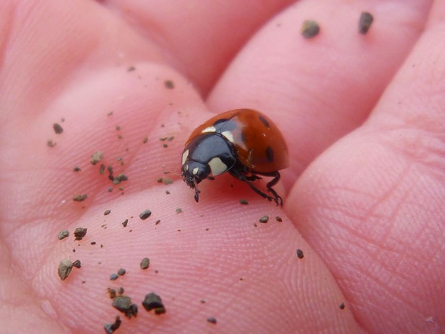 Marienkäfer, klein, Insekt, Hand, wirbellos, Tierwelt, Tierthemen, Tier, ein Tier, menschliches Körperteil, Tiere in freier Wildbahn, Nahansicht, menschliche Hand, Käfer, Körperteil, eine Person, Finger, pinke Farbe, echte Menschen, nicht erkennbare Person, menschlicher Finger, 2K