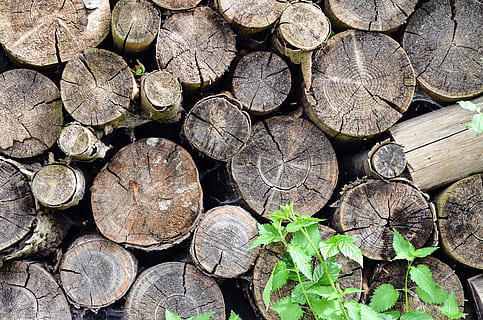 llenya, holzstapel, pila, registre, fusta, material de fusta, indústria de la fusta, marc complet, arbre, gran grup d'objectes, desforestació, fons, abundància, naturalesa, bosc, cap gent, qüestions ambientals, dia, textura, generació de combustible i energia, pila de fusta, a l'aire lliure, 2K, CC0, domini públic, lliure de regalies