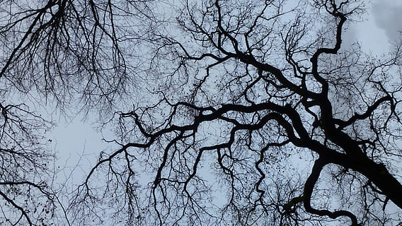 contrast, tree, depth perception, bare tree, branch, plant, tranquility, beauty in nature, sky, no people, low angle view, nature, scenics - nature, silhouette, trunk, tree trunk, outdoors, day, tranquil scene, winter, cold temperature, dead plant, tree canopy, 4K, CC0, public domain, royalty free