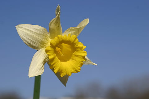 zarnacadea, floare, primăvară, planta cu flori, galben, prospeţime, petală, frumusețe în natură, vulnerabilitate, plantă, fragilitate, inflorescenţă, a închide, natură, cap de floare, albastru, cer, creştere, nici o persoana, plante stem, în aer liber, polen, fundal albastru, sepală, 2K, CC0, domeniu public, fără drepturi de autor