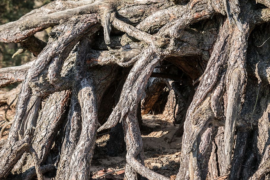arrel, arbre, sistema root, arrel de l’arbre, fusta, naturalesa, bosc, planta, tronc de l'arbre, textura, tronc, dia, cap gent, creixement, aspre, part de la planta, a l'aire lliure, patró, material de fusta, primer pla, bellesa a la natura, tranquil·litat, branca, marc complet, 5K