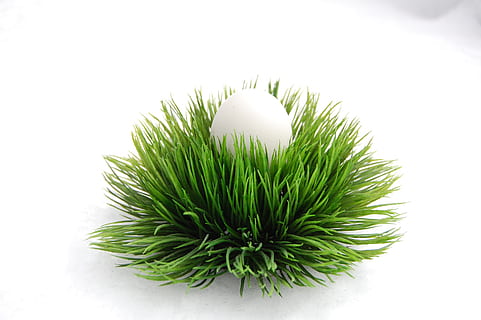 Ostern, Schnee, Winter, Osterei, Osternest, grüne Farbe, weißer Hintergrund, Studioaufnahme, keine Leute, Nahansicht, Natur, Stillleben, Pflanze, drinnen, Blatt, Pflanzenteil, Wachstum, Feier, Essen und Trinken, kopieren sie platz, High Angle View, Schönheit in der Natur, weiße Farbe, Frische, ausgeschnitten, 2K, CC0, gemeinfrei, lizenzfrei