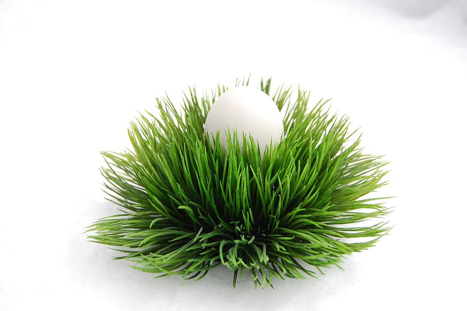 Ostern, Schnee, Winter, Osterei, Osternest, grüne Farbe, weißer Hintergrund, Studioaufnahme, keine Leute, Nahansicht, Natur, Stillleben, Pflanze, drinnen, Blatt, Pflanzenteil, Wachstum, Feier, Essen und Trinken, kopieren sie platz, High Angle View, Schönheit in der Natur, weiße Farbe, Frische, ausgeschnitten, 2K