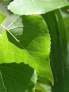 blad, doorzichtig, het uitbreken, groen, de lente, populier, vertakkingen, deel van de plant, groene kleur, detailopname, fabriek, bladader, natuur, groei, schoonheid in de natuur, geen mensen, bladeren, selectieve aandacht, dag, buitenshuis, focus op de voorgrond, kwetsbaarheid, versheid, breekbaarheid, boom, plantkunde, 4K, CC0, publiek domein, royaltyvrij