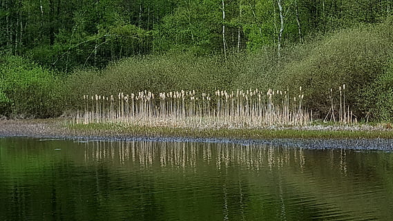 waters, reflection, nature, river, water, plant, tree, lake, beauty in nature, tranquility, no people, scenics - nature, tranquil scene, growth, waterfront, animal, forest, green color, animal wildlife, animal themes, animals in the wild, swamp, outdoors, 5K, CC0, public domain, royalty free