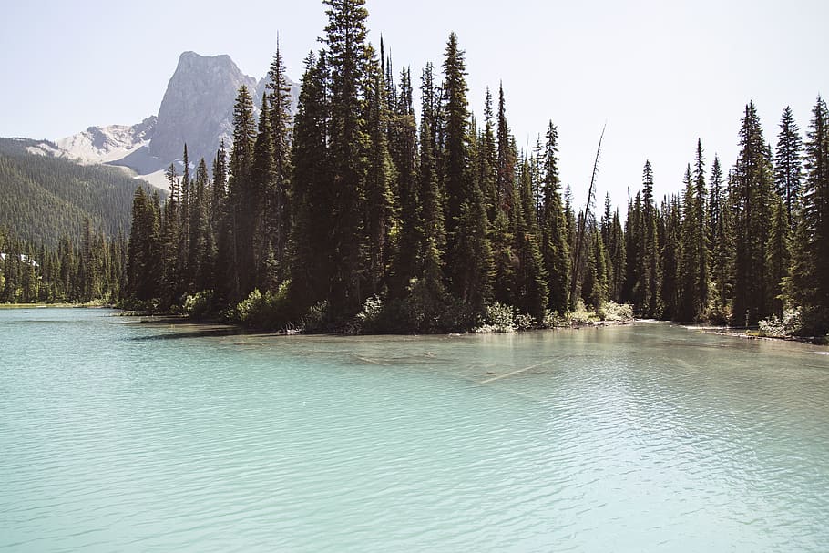 Fluss, umgeben, Bäume, Baum, Pflanze, Tanne, abies, Natur, Wasser, Kanada, draußen, See, Nadelbaum, Smaragdsee, banff, Landschaft, Kiefer, Berge, Berg, Fichte, Eis, Gebirge, Schönheit in der Natur, Szenen - Natur, Ruhe, ruhige Szene, Himmel, Tag, Ufergegend, idyllisch, Nicht-städtische Szene, keine Leute, Wachstum, Fernbedienung, Wald, 5K