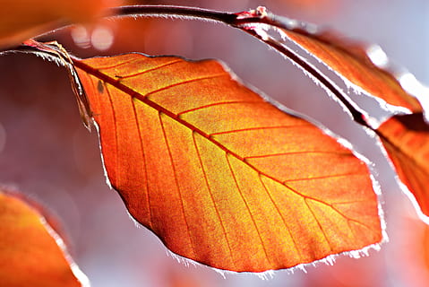Blatt, Baum, Laub, Vene, Muster, Frühlingszeit, natürliche Farbe, Orange, Gegenlicht, Sonnenlicht, Pflanzenteil, Herbst, orange Farbe, Veränderung, Natur, Nahansicht, Blattvene, Fokus auf den Vordergrund, Tag, draußen, Pflanze, Schönheit in der Natur, selektiver Fokus, keine Leute, natürlicher Zustand, Zerbrechlichkeit, Verletzlichkeit, Blätter, Ahornblatt, Herbstkollektion, 4K, CC0, gemeinfrei, lizenzfrei