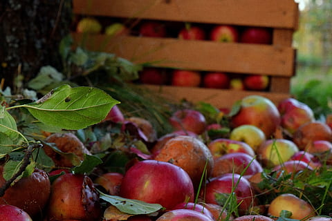 pomes, Caixa, arbre, menjar i beguda, menjar, alimentació saludable, full, part de la planta, benestar, fruita, frescor, fruita de poma, naturalesa, cap gent, planta, dia, primer pla, vermell, a l'aire lliure, abundància, creixement, agricultura, gran grup d'objectes, madur, 5K, CC0, domini públic, lliure de regalies