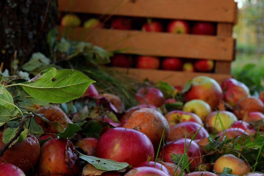 pomes, Caixa, arbre, menjar i beguda, menjar, alimentació saludable, full, part de la planta, benestar, fruita, frescor, fruita de poma, naturalesa, cap gent, planta, dia, primer pla, vermell, a l'aire lliure, abundància, creixement, agricultura, gran grup d'objectes, madur, 5K
