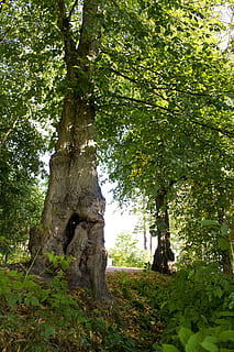 boom, loofbos, groen, boomstam, fabriek, groei, groene kleur, natuur, romp, Bos, land-, schoonheid in de natuur, kalmte, dag, geen mensen, lage hoekweergave, tak, buitenshuis, rustige scène, deel van de plant, weelderig gebladerte, gebladerte, 5K, CC0, publiek domein, royaltyvrij