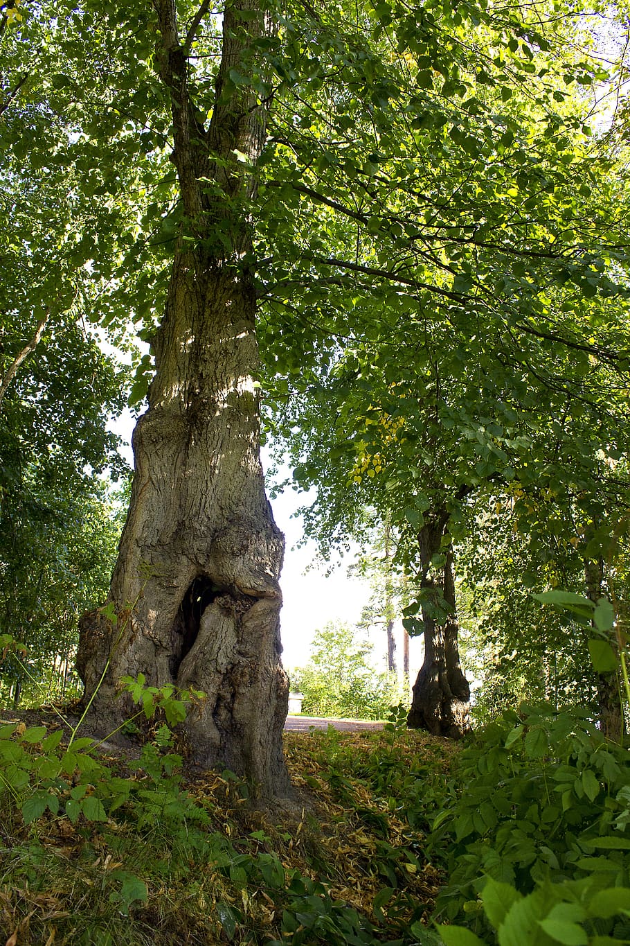 Baum, Laubwald, Grün, Baumstamm, Pflanze, Wachstum, grüne Farbe, Natur, Kofferraum, Wald, Land, Schönheit in der Natur, Ruhe, Tag, keine Leute, Flachwinkelansicht, Ast, draußen, ruhige Szene, Pflanzenteil, üppiges Laub, Laub, 5K