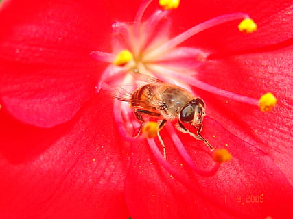 Biene, Blume, rot, blühende Pflanze, Zerbrechlichkeit, Blütenblatt, Tierthemen, ein Tier, wirbellos, Insekt, Tier, Verletzlichkeit, Nahansicht, Blütenkopf, Schönheit in der Natur, Tierwelt, Tiere in freier Wildbahn, Pflanze, Frische, Pollen, keine Leute, Bestäubung, Honigbiene, draußen, 2K, CC0, gemeinfrei, lizenzfrei