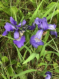 bloemen, iris, paars, bloem, bloeiende plant, Purper, fabriek, schoonheid in de natuur, versheid, groei, kwetsbaarheid, breekbaarheid, bloemblad, detailopname, bloeiwijze, bloemhoofd, natuur, veld-, dag, land-, geen mensen, groene kleur, iris - plant, 4K, CC0, publiek domein, royaltyvrij