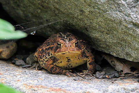 toad, frog, amphibian, nature, animals in the wild, animal themes, animal wildlife, animal, one animal, rock, solid, close-up, rock - object, no people, vertebrate, day, selective focus, reptile, outdoors, zoology, sunlight, 4K, CC0, public domain, royalty free