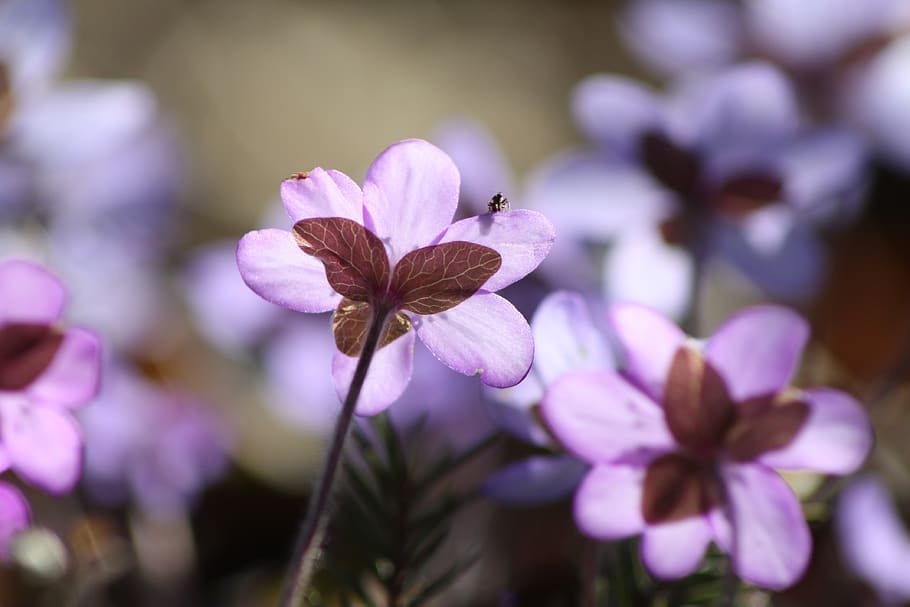 hepatica, planta, flor, primavera, planta de primavera, planta amb flors, fragilitat, frescor, vulnerabilitat, bellesa a la natura, pètal, primer pla, creixement, cap de flor, centrar-se en primer pla, inflorescència, porpra, color rosa, naturalesa, cap gent, enfocament selectiu, a l'aire lliure, pol·len, 4K