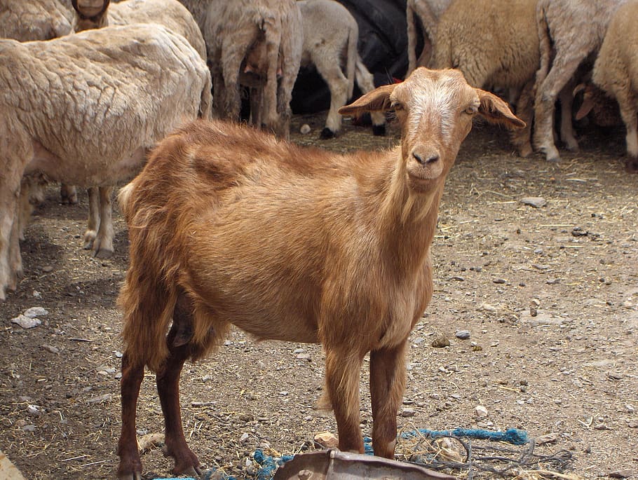 Ziege, Feld, Bauernhof, Natur, Säugetier, Tier, Tierthemen, Haustiere, Gruppe von Tieren, Vieh, Wirbeltier, Land, Tag, Tierwelt, inländisch, Stehen, braun, Jungtier, Hirsch, keine Leute, pflanzenfressend, draußen, Herde, Tierfamilie, Kitz, 2K