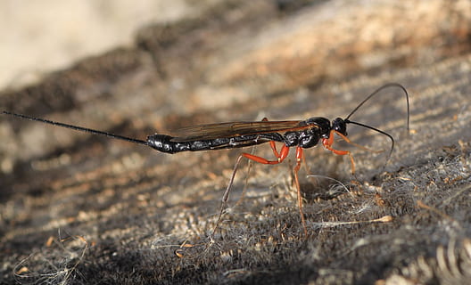 tun, Hymenoptera, Insekt, Tier, Tiere in freier Wildbahn, ein Tier, wirbellos, Tierthemen, Tierwelt, Tag, Natur, Nahansicht, selektiver Fokus, draußen, keine Leute, Fokus auf den Vordergrund, Libelle, Tierflügel, Land, Rock, Tierkörperteil, Zoologie, 2K, CC0, gemeinfrei, lizenzfrei