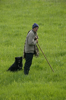 sheepman, Mark, hund, et dyr, pattedyr, græs, plante, en person, indenlandske, kæledyr, hvirveldyr, husdyr, hunde, grøn farve, natur, voksen, jord, rigtige mennesker, kæledyr ejer, stick - plante del, 4K, CC0, offentligt domæne, royaltyfrie