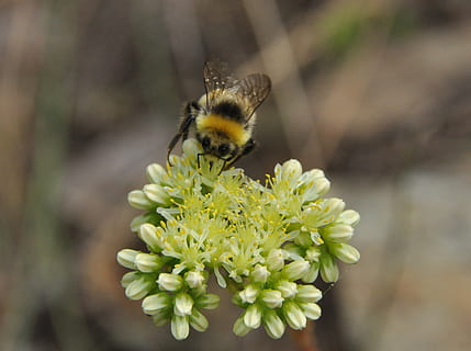 insecte, farratge, flor, naturalesa, abella, temes d'animals, animal, planta amb flors, invertebrat, animals a la natura, fauna animal, fragilitat, un animal, vulnerabilitat, bellesa a la natura, planta, cap de flor, frescor, primer pla, pètal, polinització, cap gent, Abellot, a l'aire lliure, 2K, CC0, domini públic, lliure de regalies