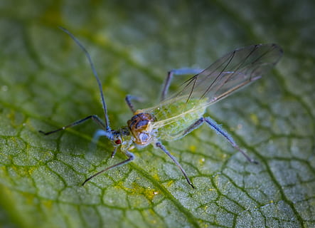 macro, insetto, afide, animale, fauna selvatica, temi animali, invertebrato, animali allo stato selvatico, un animale, avvicinamento, foglia, colore verde, parte vegetale, giorno, natura, pianta, messa a fuoco selettiva, nessuno, ala animale, all'aperto, zoologia, parte del corpo animale, occhio animale, 4K, CC0, dominio pubblico, privo di copyright